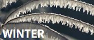 Zestaw X: Winter