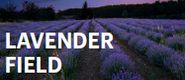 Zestaw V: Lavender field